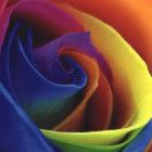 Backlit 480 gr/m2 B1